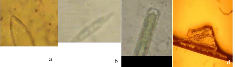 Gambar 6. (a) Divisi Chrysophyta (Surirella sp); (b) Divisi Heterokontophyta (Nitzchia sp); (c) Navicula sp; (d) Filum Rotifera (Trichocerca sp) 