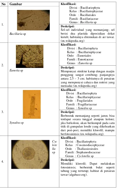 Gambar Klasifikasi:             Divisi  : Bacillariophyta 