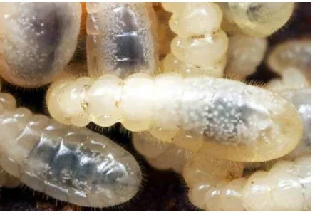 Gambar. 6. Larva Semut AmblyoponeSumber :  sp. http://www.google.co.id/images?Amblyopone