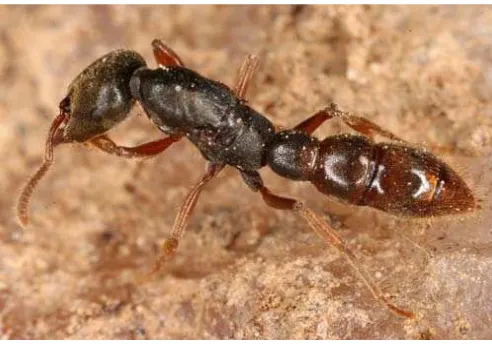 Gambar. 9. Ratu semut Amblyopone sp. http://www.google.co.id/queen/images?Amblyopone