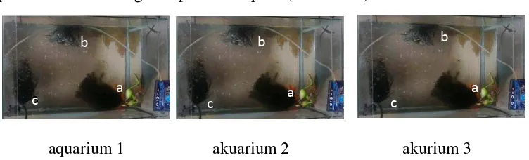 Gambar 4.  Letak Substrat Uji, a. eceng gondok, b. tali plastik, dan c. ijuk 