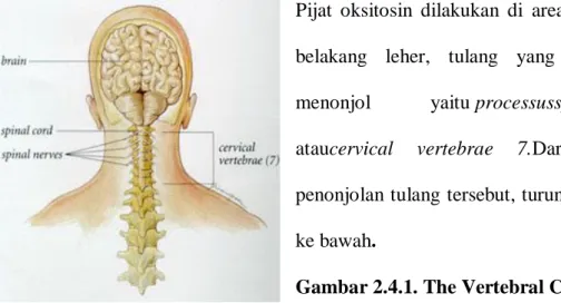 Gambar 2.4.1. The Vertebral Column  kurang  lebih  1-2  jari  dan  dari  titik  tersebut,  geser  lagi  ke  kanan  dan  kiri  masing-masing 1-2 jari