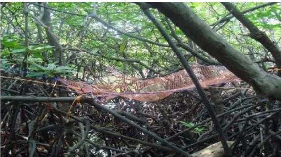 Gambar 3.3 .  Jaring serasah (litter-trap) untuk menangkap serasah daun mangrove (Brown 1984)