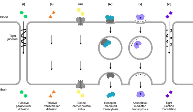 Fig. 1.4. Solute transport systems at the BBB. Solutes can cross the BBB  through six  different pathways: (i) passive paracellular diffusion, (ii) passive transcellular diffusion,  (iii) solute carrier protein influx, (iv) receptor-mediated transcytosis, 