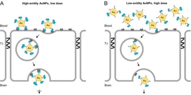 Fig. 1.11. Tf-coated nanoparticles are similarly constrained at the BBB compared to anti- anti-TfR Abs