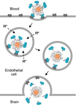 Fig. 1.14. Brain delivery of TfR-targeted, therapeutic nanoparticles using improved acid- acid-cleavable targeting chemistry