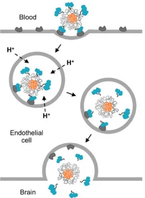 Fig. 3.1.  Scheme of acid-cleavable targeting strategy. Following endocytosis, rapid  acidification of endosome triggers separation of Tf ligands from the nanoparticle core,  allowing free diffusion of the nanoparticle into the brain parenchyma after trans
