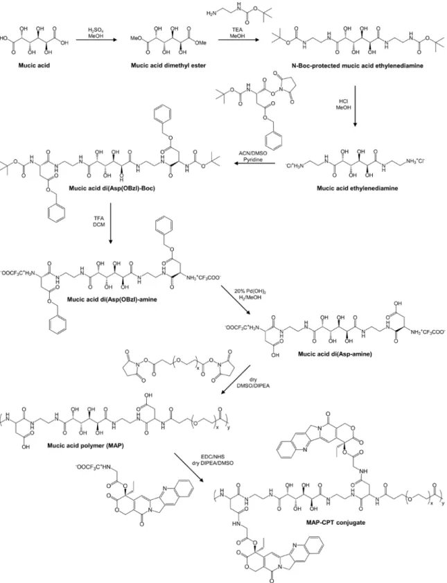 Fig. 3.3. Synthesis of MAP polymer followed by conjugation of CPT to prepare MAP-CPT  conjugate
