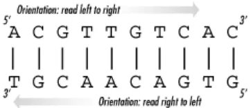 Figure 1-1. Two strands of DNA 