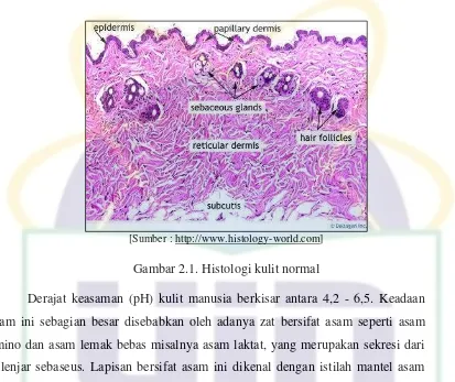 Gambar 2.1. Histologi kulit normal 