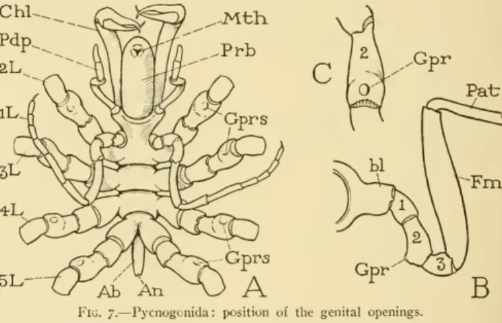Fig. 7. — Pycnogcnida : position of the genital openings.