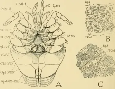 Fig. 8. — Xiphosurida : body appendages and structure of the testes of Xipho- Xipho-sura Polyphemus.