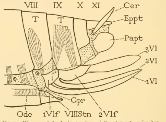 Fig. 9. — Diagram of the basic structure of the pterygote ovipositor.