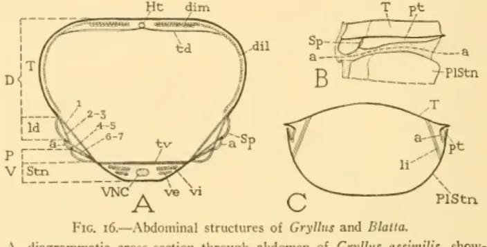 Fig. 16. — Abdominal structures of Gryllus and Blatta.