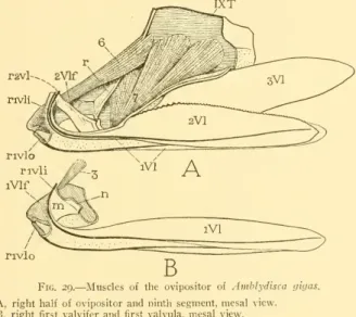 Fig. 29. — Muscles of the ovipositor of Amblydisca gigas.