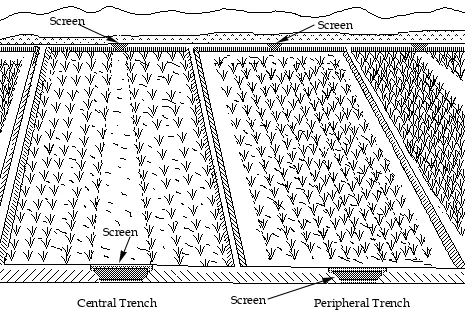 Figure 1: Central and peripheral trenches used in rice-fish culture.