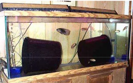 Figure 1. Breeders in 55-gallon Aquarium 