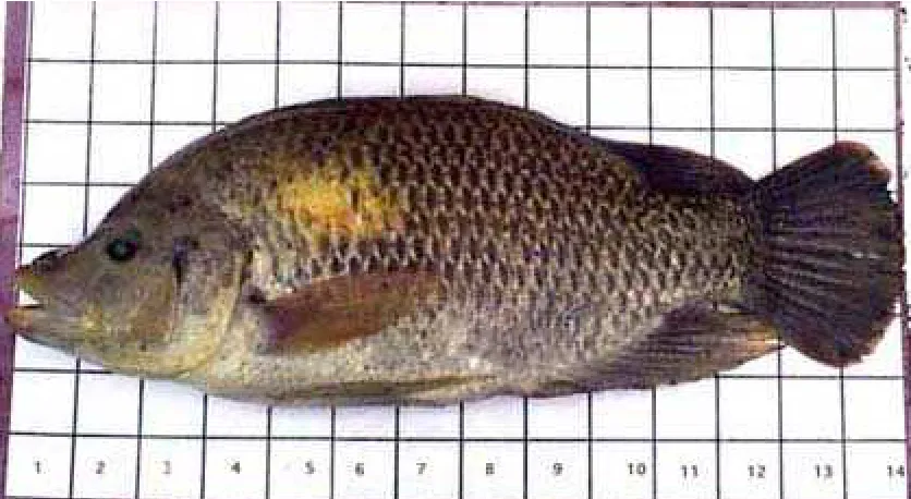 Figure 3. Pennyfish  