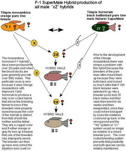 Figure 5.  F1 Supermale Hybrid Production 