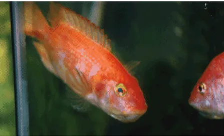 Figure 8. Red Butterball Female Holding Eggs 