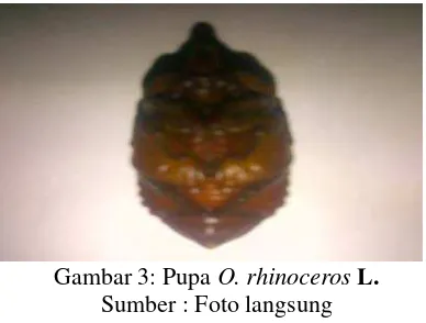 Gambar 2. Larva O. rhinoceros L. 