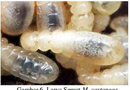 Gambar 6. Larva Semut M. castaneae 