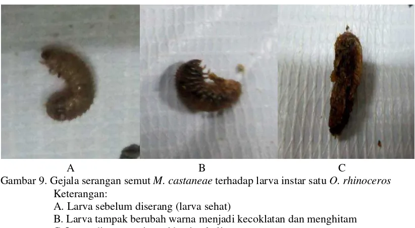 Gambar 9. Gejala serangan semut M. castaneae terhadap larva instar satu O. rhinoceros 