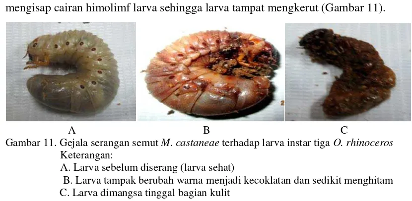 Gambar 10. Gejala serangan semut M. castaneae terhadap larva instar dua O. rhinoceros 
