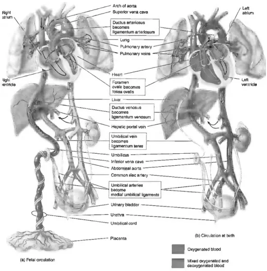 Figure 1.2  (a–c) Fetal circulation and changes at birth. The boxes between parts  (a) and (b) describe the fate of certain fetal structures once postnatal circulation is  established
