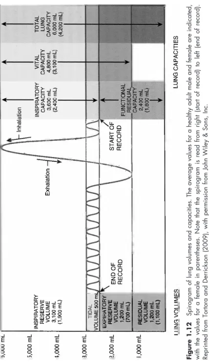 Figure 1.12Spirogram of lung volumes and capacities. The average values for a healthy adult male and female are indicated,  with the values for a female in parentheses