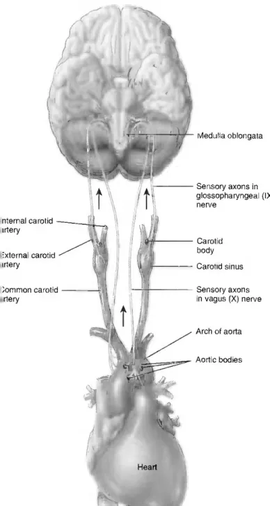 Figure 1.14  Locations of peripheral chemoreceptors. Reprinted from Tortora and  Derrickson (2009), with permission from John Wiley & Sons, Inc.