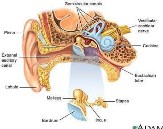 Gambar 2.1 Anatomi Telinga (http:// Galileo.phys.virginia.edu) 