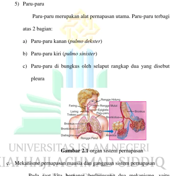 Gambar 2.1 organ sistem pernapasan   c.  Mekanisme pernapasan mausia dan gangguan sistem pernapasan  