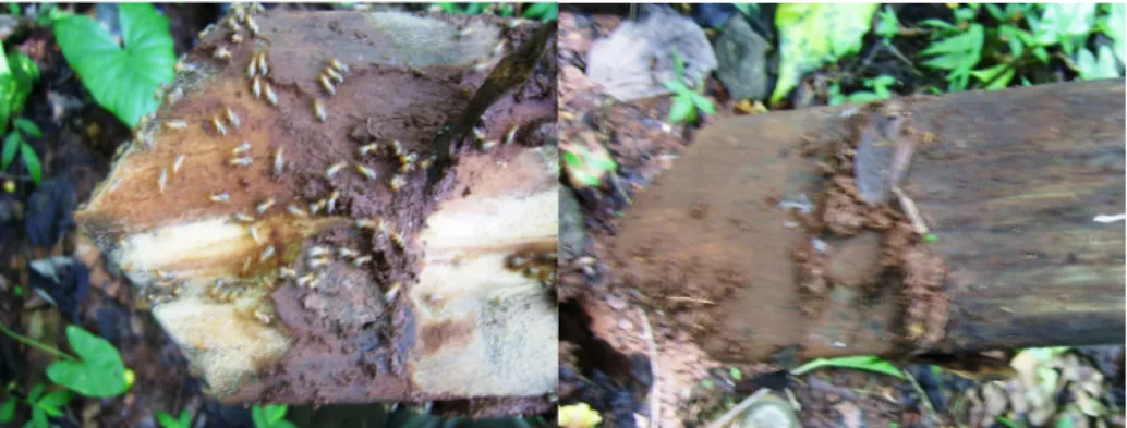 Figure 1. Test specimens after exposure to termites in the field trial for 6 months (Left:  