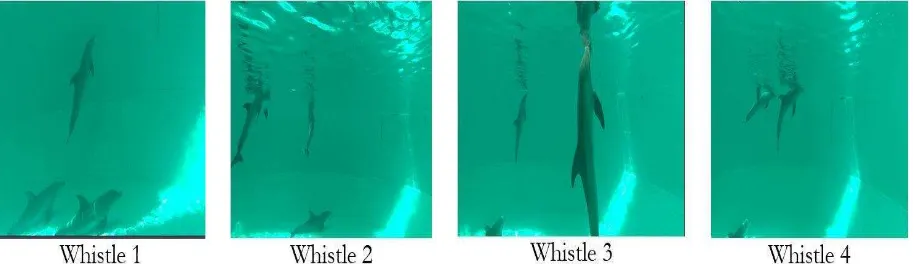 Figure 10. Position of male dolphin bottlenose before meals in show captivity (whistle sound 1,2,3, and 4)  