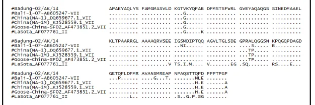 Figure 2.  genotype VII, and one vaccine isolate LasotaAmino acid sequence comparison of NP protein between Badung-02/AK/14 and other isolates belonging to the 