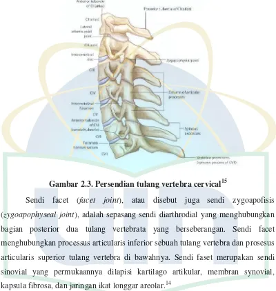 Gambar 2.3. Persendian tulang vertebra cervical15 