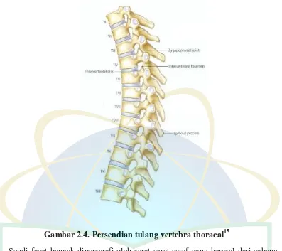 Gambar 2.4. Persendian tulang vertebra thoracal15 