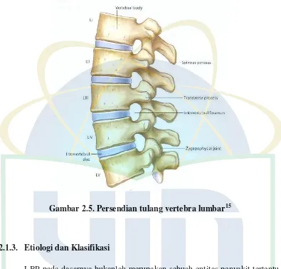 Gambar 2.5. Persendian tulang vertebra lumbar15 