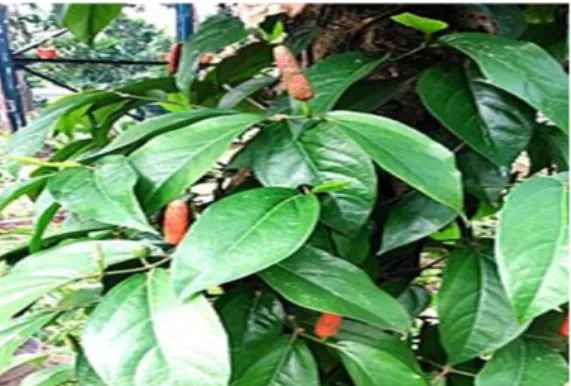 Gambar 2.3. Tanaman Cabe Jawa  