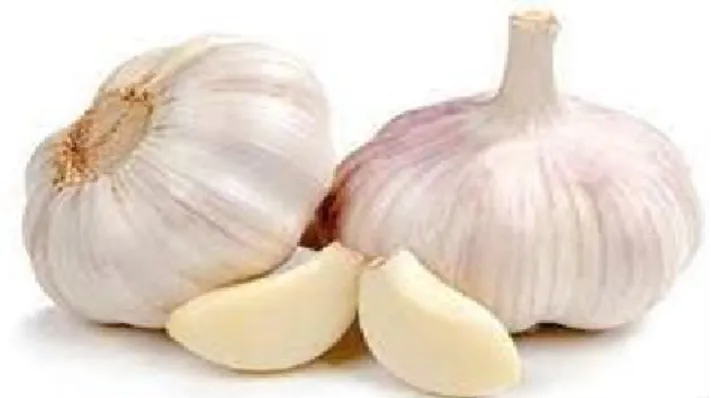 Gambar 2.13. Bawang Putih