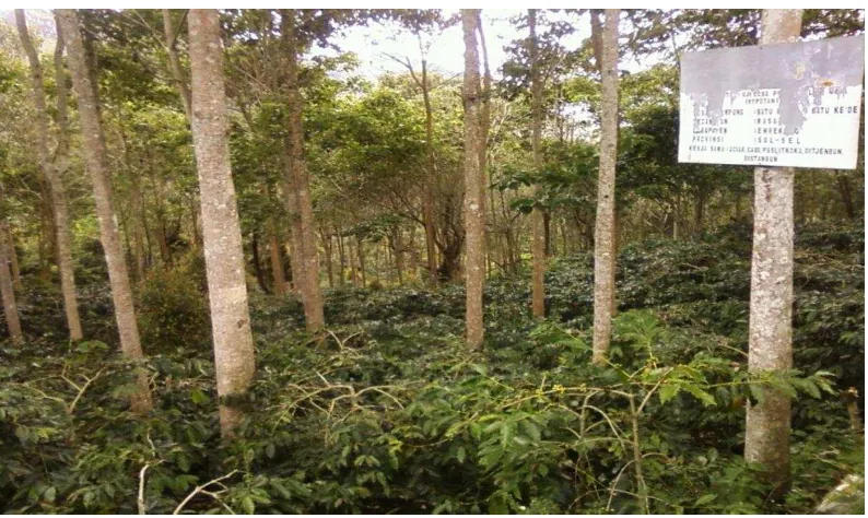 Gambar 7.Lahan perkebunan kopi rakyat di desa Batu Kede Kecamatan Masalle 