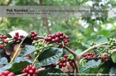 Gambar 8. Petani kopi Benteng Alla memetik hanya buah kopi merah.  Sumber : http://www.philocoffeproject.com  