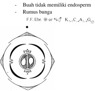 Gambar 5.2. Digaram bungan Brassicaceae 