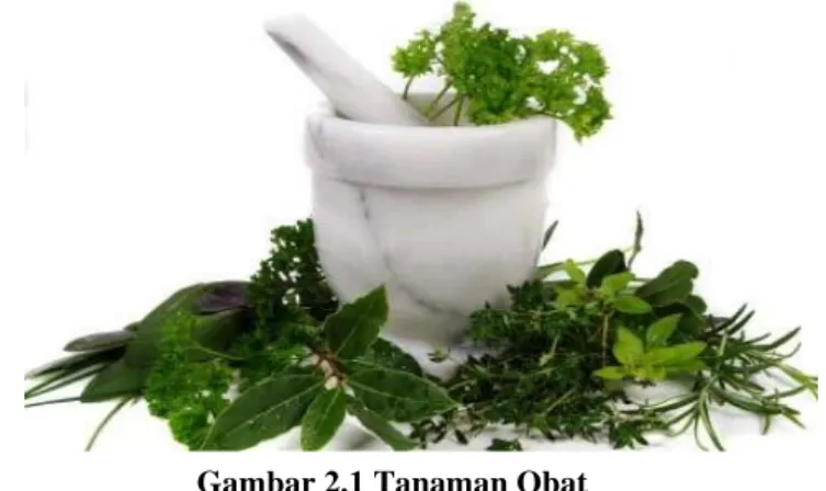 Gambar 2.1 Tanaman Obat 