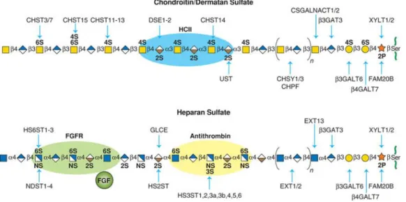 Figure 1.3. Structure of Arixtra.  
