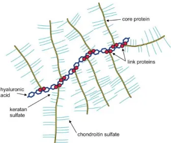 Figure 1.5. The brush-like structure of HA-PG complex.  