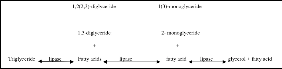 Gambar 2.5  Hidrolisis Trigliserida oleh Lipase Candida rugosa (ÖZTÜRK,2001) 