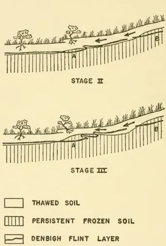 Fig. 7. — Development of folds in the Denbigh culture layer by creep and solifluction.
