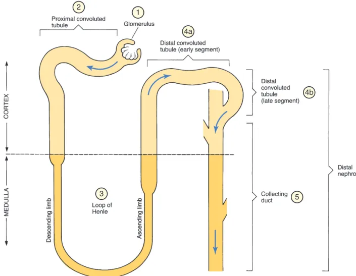 Fig. 41.1  ■ Schematic representation of a nephron and collecting duct.